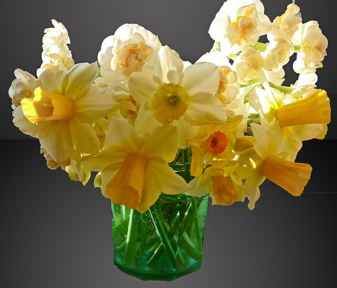 Daffodils from Jullie's garden