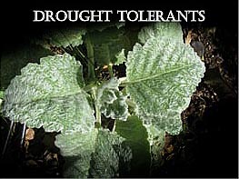 drough tolerant plants