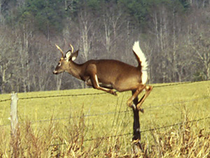 jumping deer