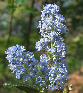 Ceanothus 'Ray Hartman'  light blue flower