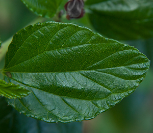 Ceanothus 'Ray Hartman'  leaf