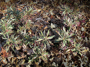 Penstemon Heterophyllus winter leaves