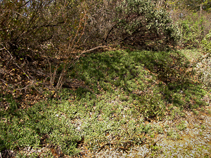 Salvia sonomensis near Dog Creek