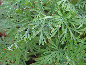 Eschscholzia californica leaves