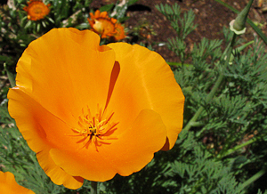 Eschscholzia californica orange flower