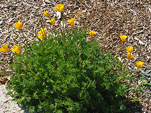 Eschscholzia californica plant