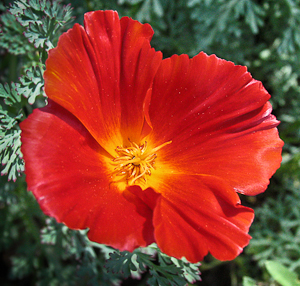 Eschscholzia californica red flower