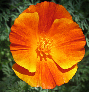 Eschscholzia californica orange-red flower