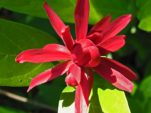 Calycanthus occidentalis flower