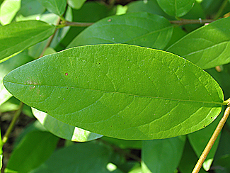 Calycanthus occidentalis leaf