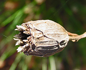Calycanthus occidentalis seedpod