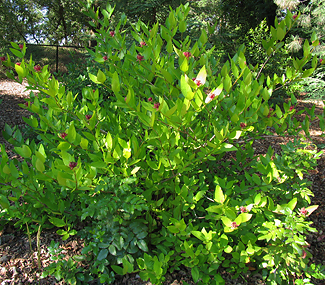Calycanthus occidentalis shrub