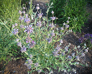 Salvia Clevelandii 'Allan Chickering'  plant