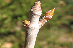 Aesculus californica  buds