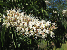 Aesculus californica flower