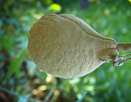 Aesculus californica  fruit