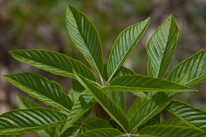 Aesculus californica  leaves