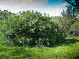 Aesculus californica shrub