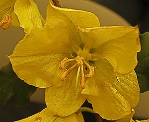 Fremontodendron californicum flower