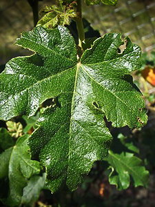 Fremontodendron californicum leaf