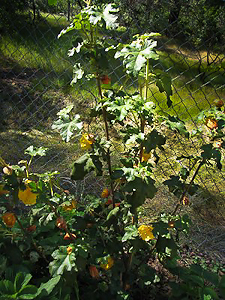 Fremontodendron californicum shrub