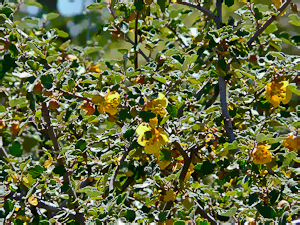Fremontodendron californicum along hyway
