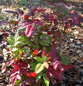 Mahonia aquifolium winter color