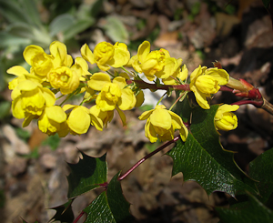 Mahonia aquifolium flower