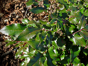 Mahonia aquifolium leaves