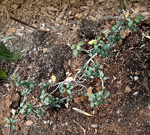 Rhamnus crocea shrub