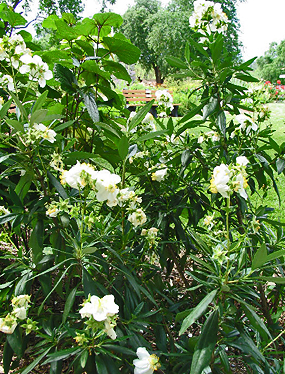 Carpenteria californica shrub