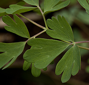Aquilegia formosa leaf