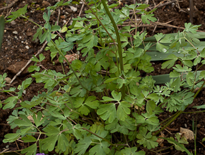 Aquilegia formosa leaves