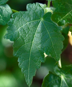 Abutilon pictum  leafs