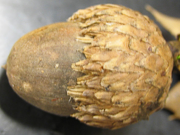 acorn