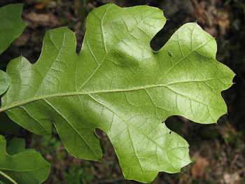 leaf backside