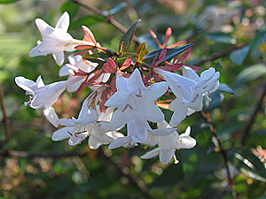 Abelia grandiflora flowers