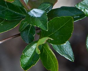 Abelia grandiflora leaves