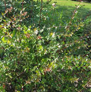 Abelia grandiflora shrub