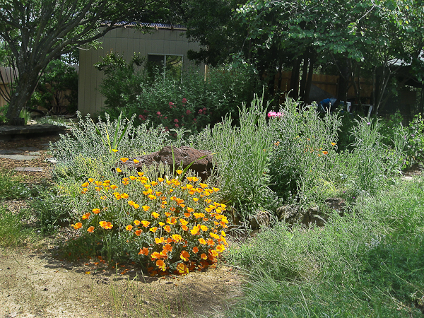 Susan's moutain garden