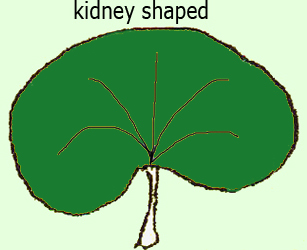 kidney shaped