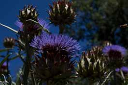 July cardoon flowers