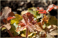 Heuchera micrantha 'Caramel' (Coral Bells) detail.