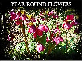 all year around plants