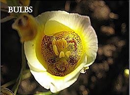 bulbs