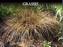 grasses