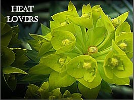 heat loving plants