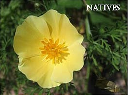 natives of California
