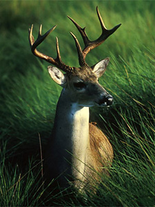 white tail deer