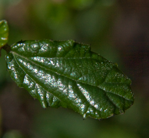 Ceanothus 'Frosty blue'  leaf